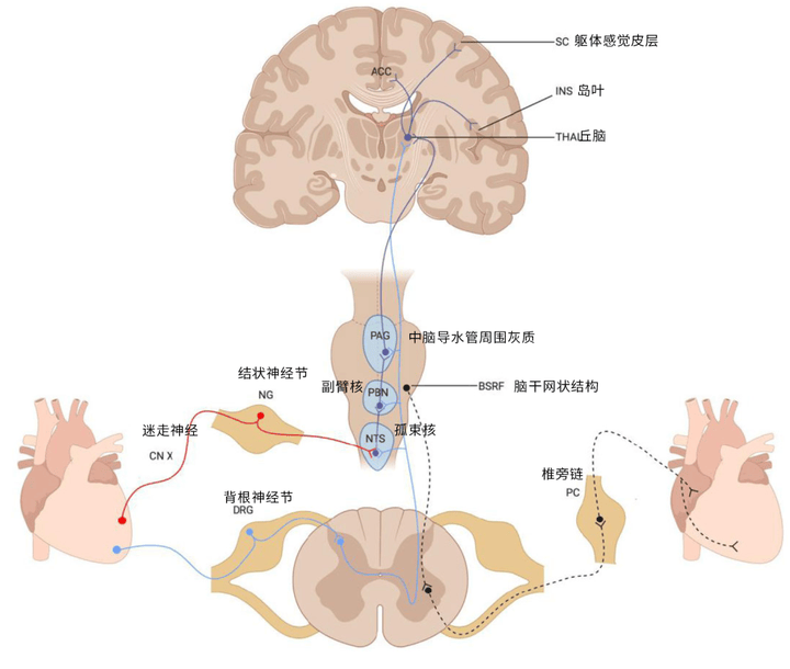 节前神经图片