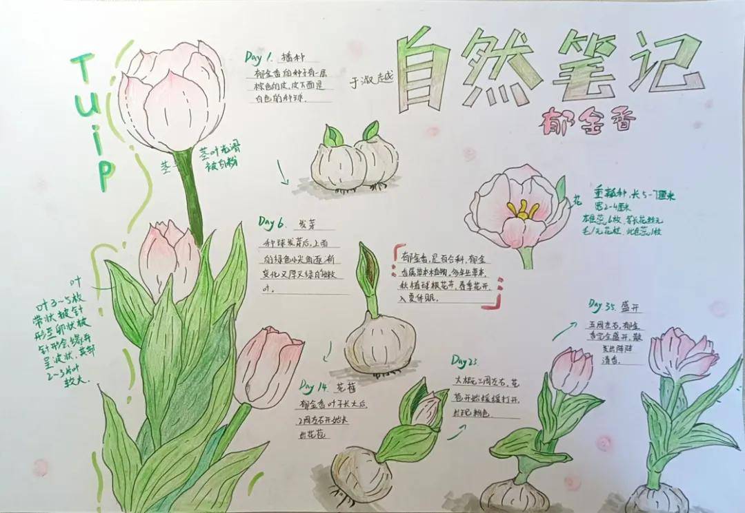植物的科属,习性,用途等,展现出了他们对知识的渴望,对探索大自然奥秘