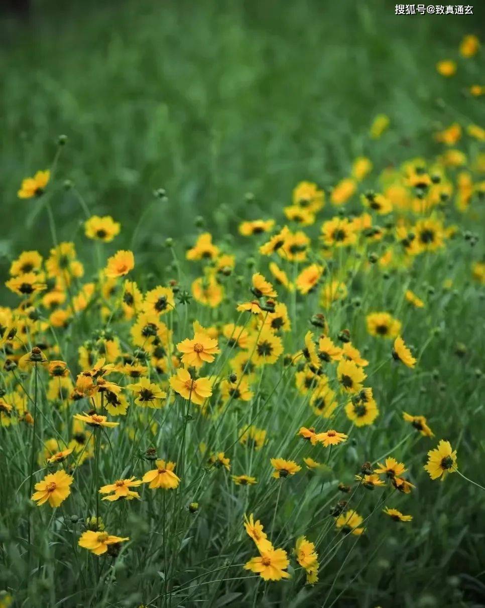 一拜天地抖音_抖音上拜天地的音乐叫什么名字_抖音里一拜天地的背景音乐
