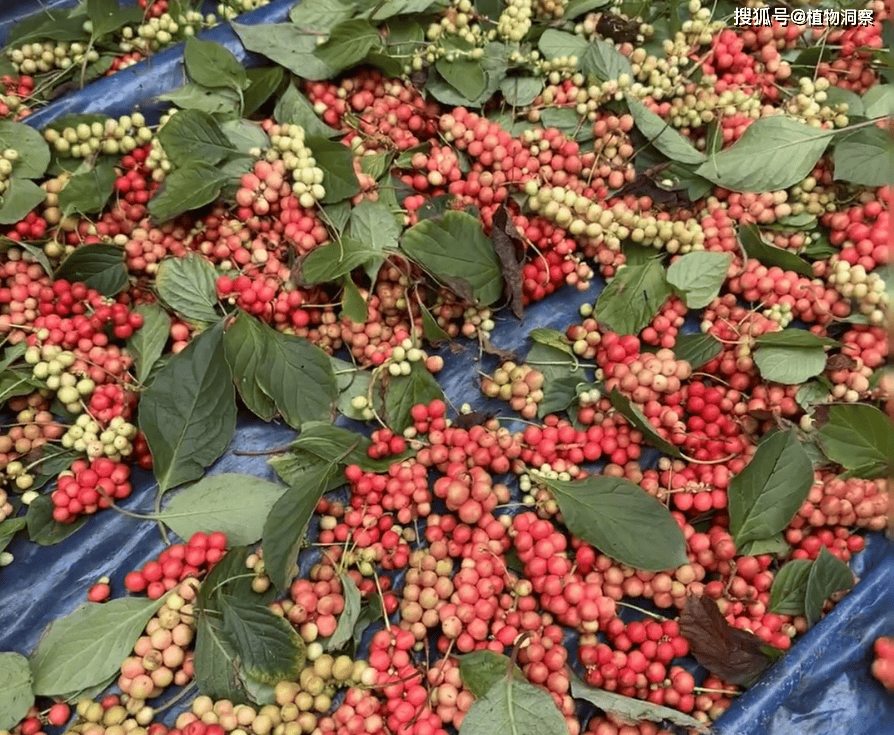 这野果五味俱全,俗称"五味子",儿时的小零食,如今70元1斤!