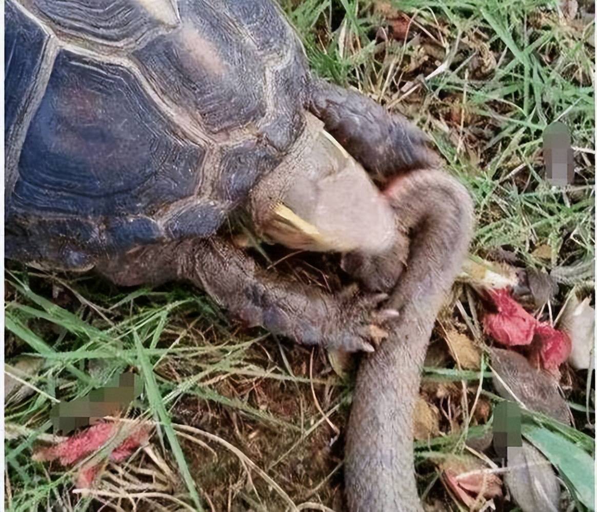 食蛇蛙的天敌图片