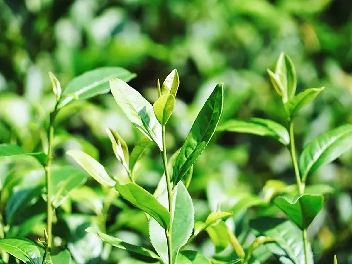 大红袍放一放更好喝吗?