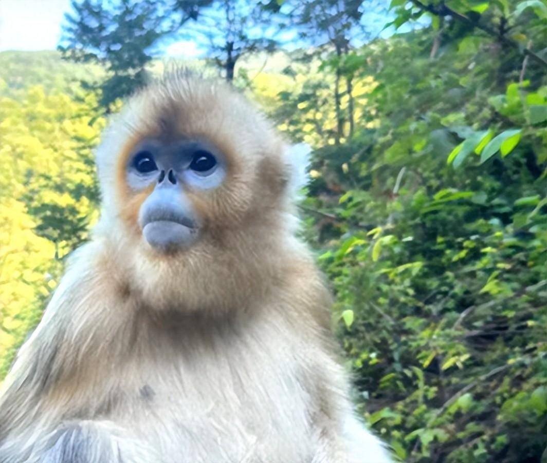 贵州武陵山脉金丝猴图片