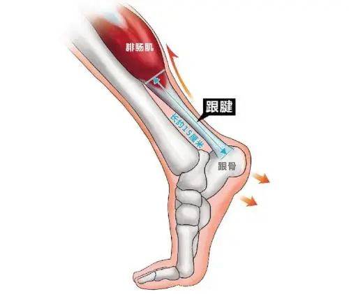 腓肠肌内侧头图片