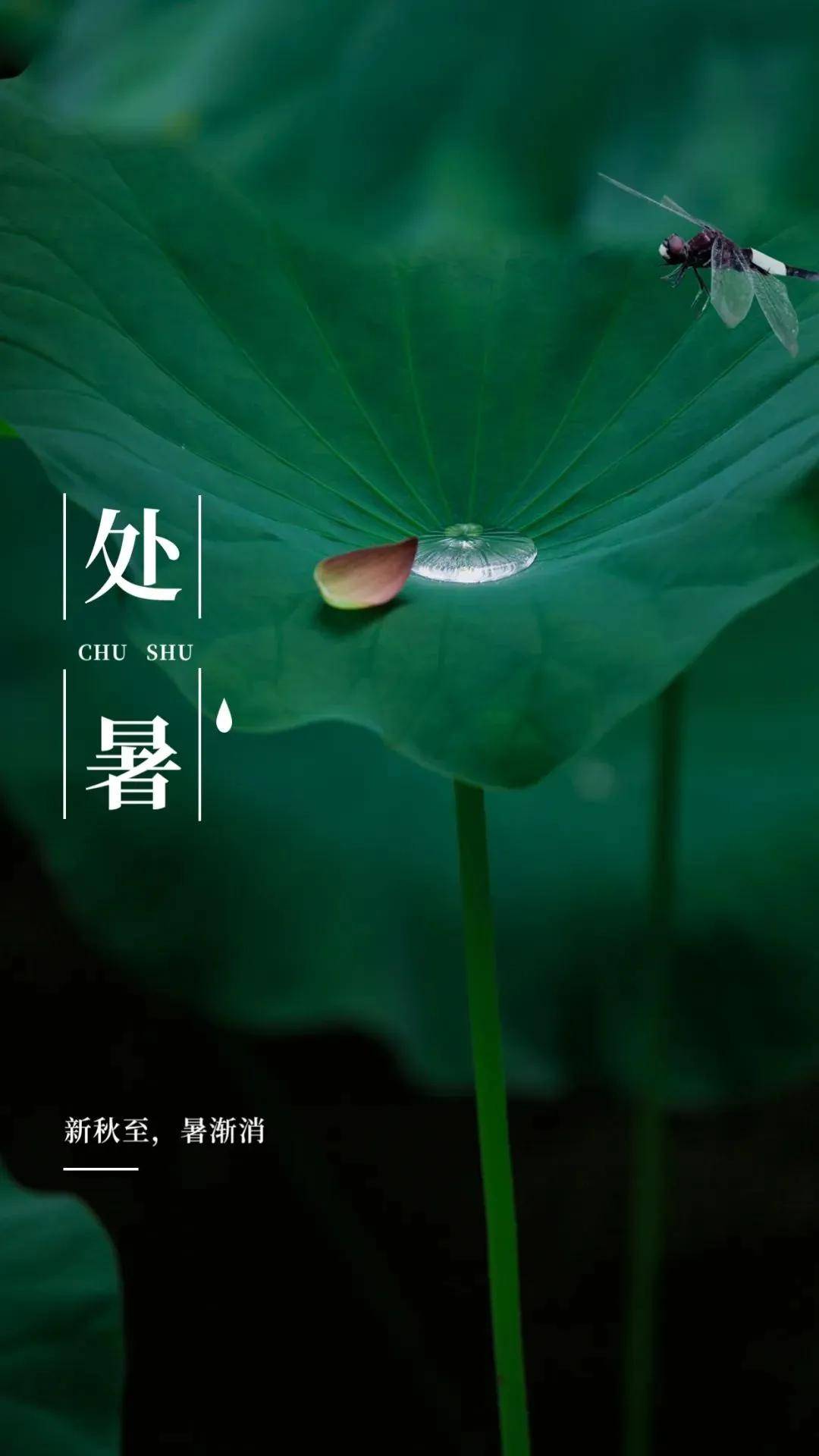 处暑节气的图片图片