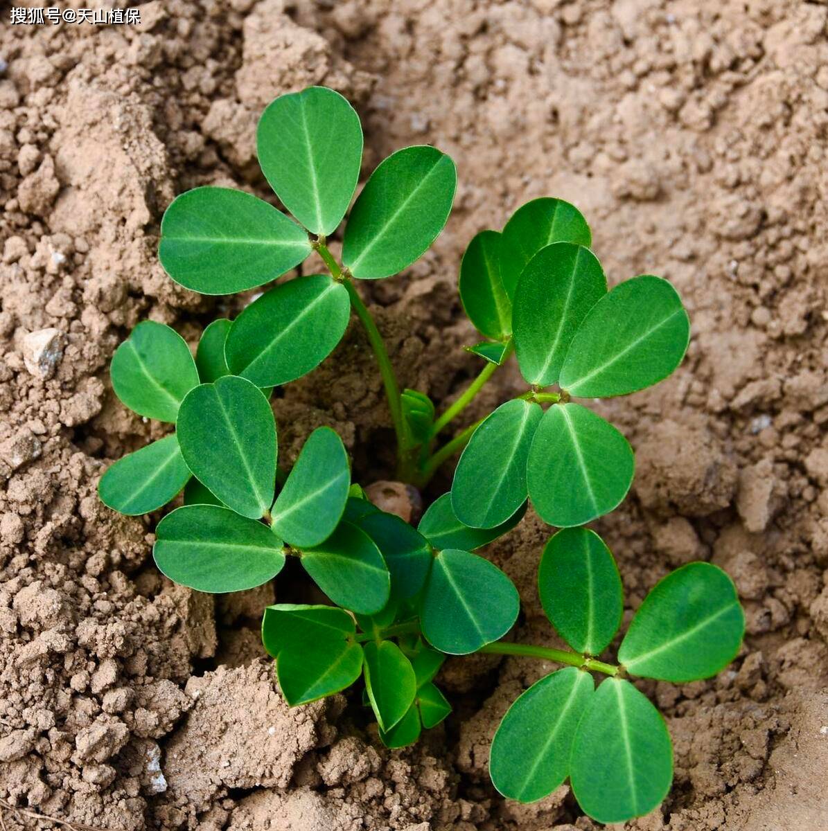 花生芽生长过程图片图片