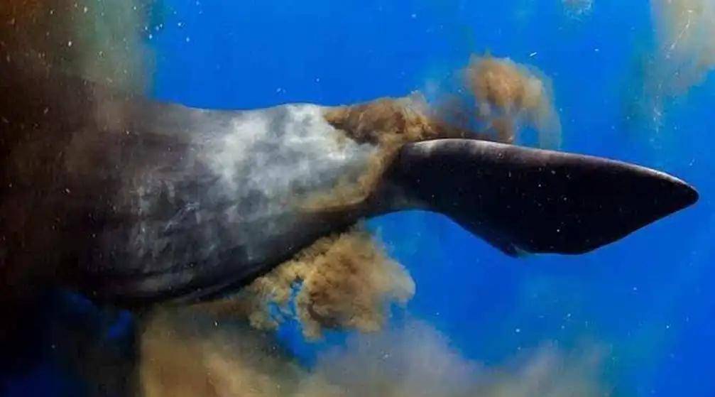 蓝鲸排便达2吨!方圆百米遮天蔽日,为何却被人称为自然