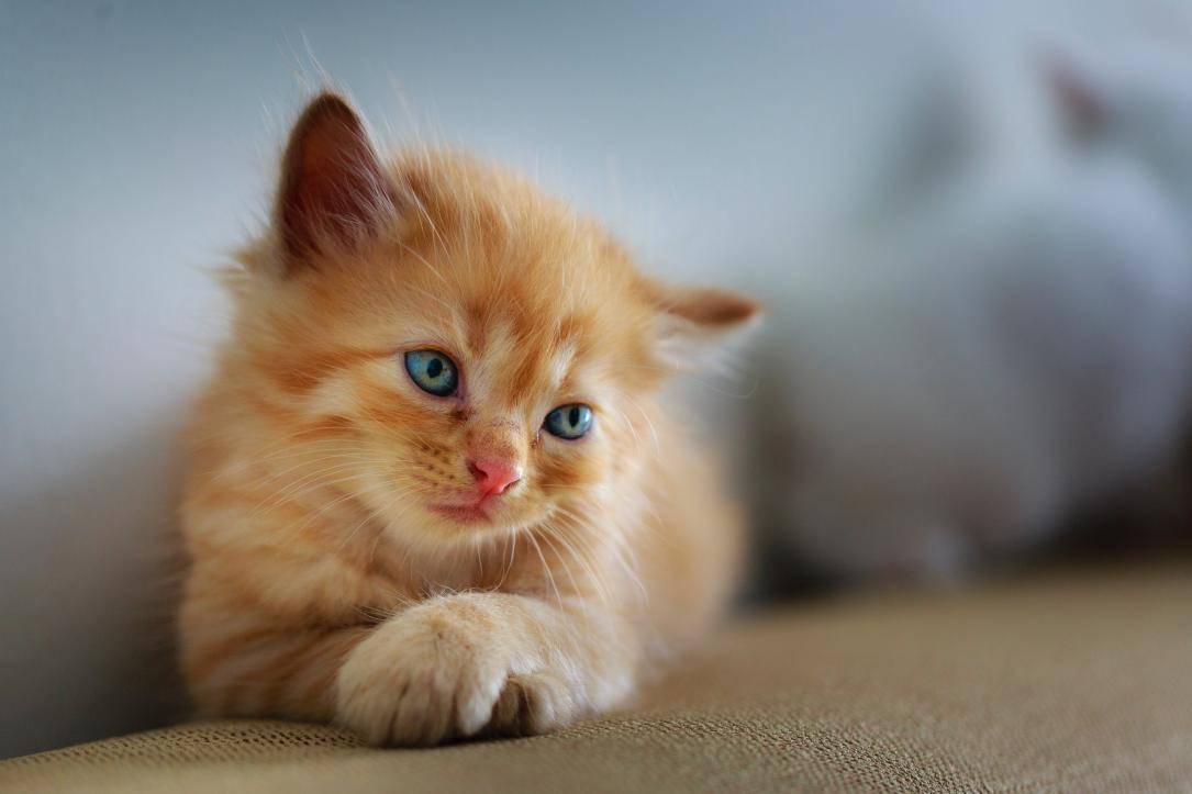 壁纸 动物 猫 猫咪 小猫 桌面 1085_723