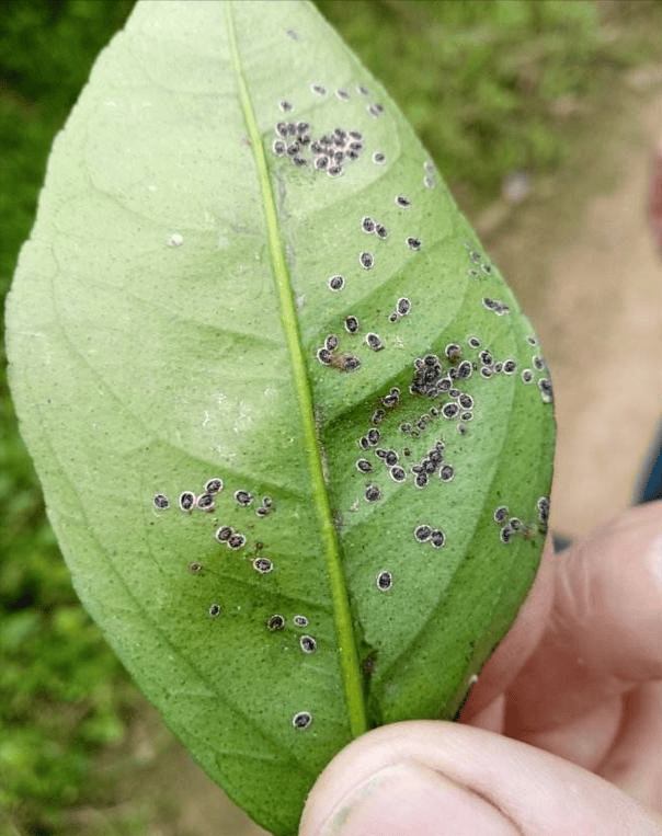 秋季柑橘粉虱防治措施