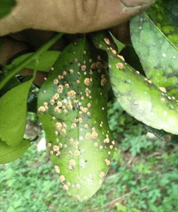 秋季柑橘粉虱防治措施