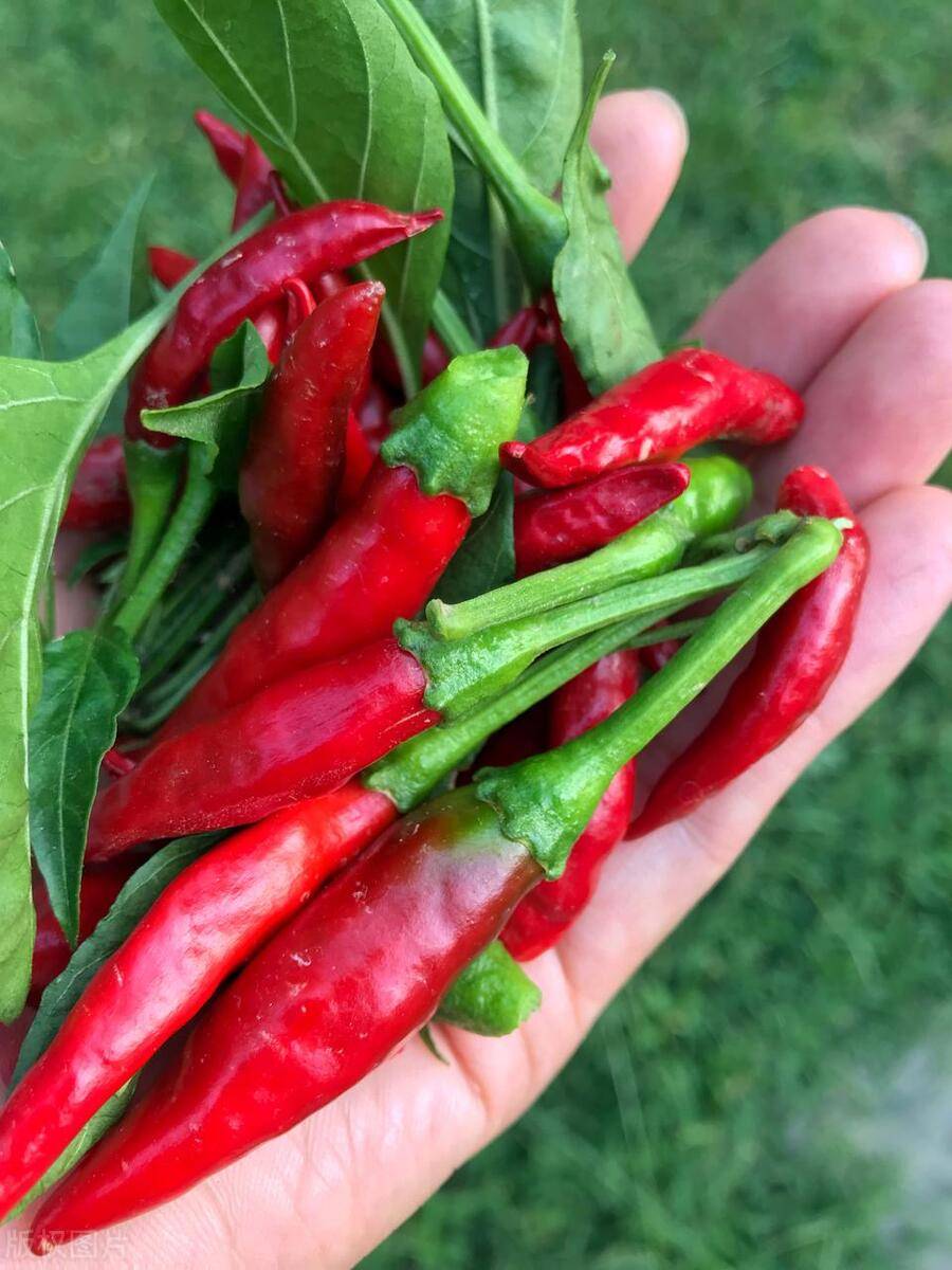 降糖辣椒:神奇的蔬菜新星,引领健康饮食新潮流