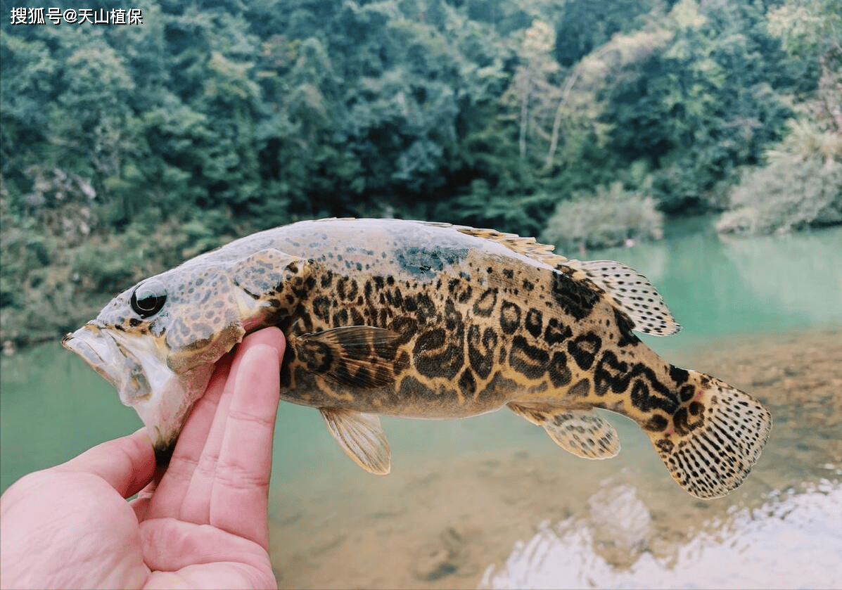 养淡水鱼哪种鱼最挣钱