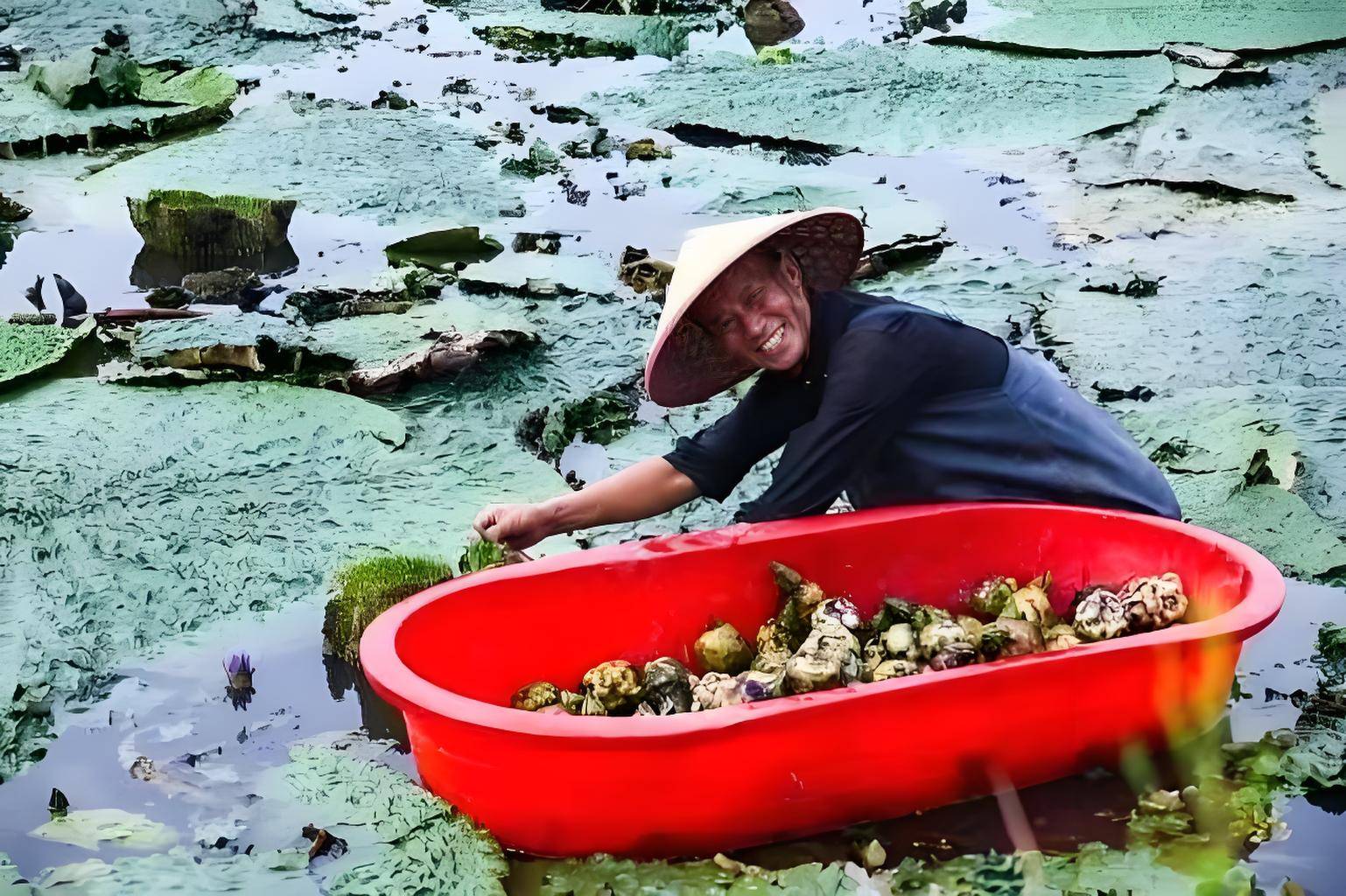 亚马逊王莲 鸡头米图片