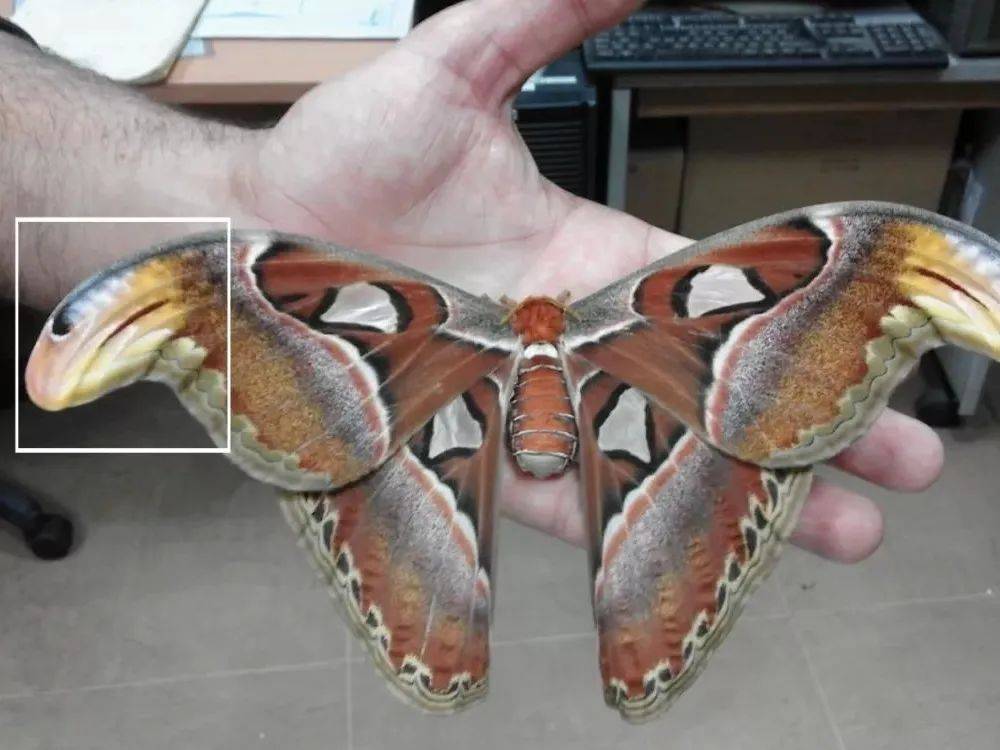 云南发现蛇头蝶,前翅像蛇头,上缘的黑圆斑如蛇眼,能吓退捕食者