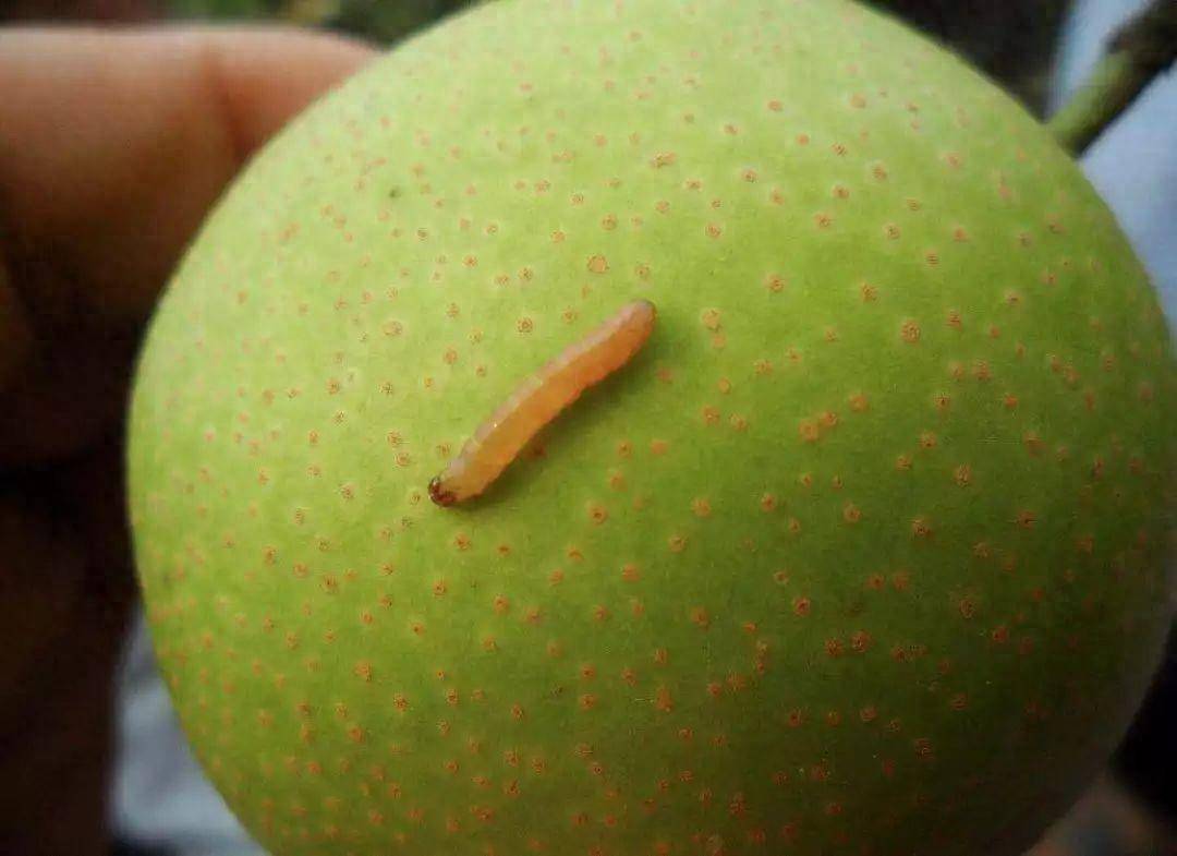 四招解决食心虫