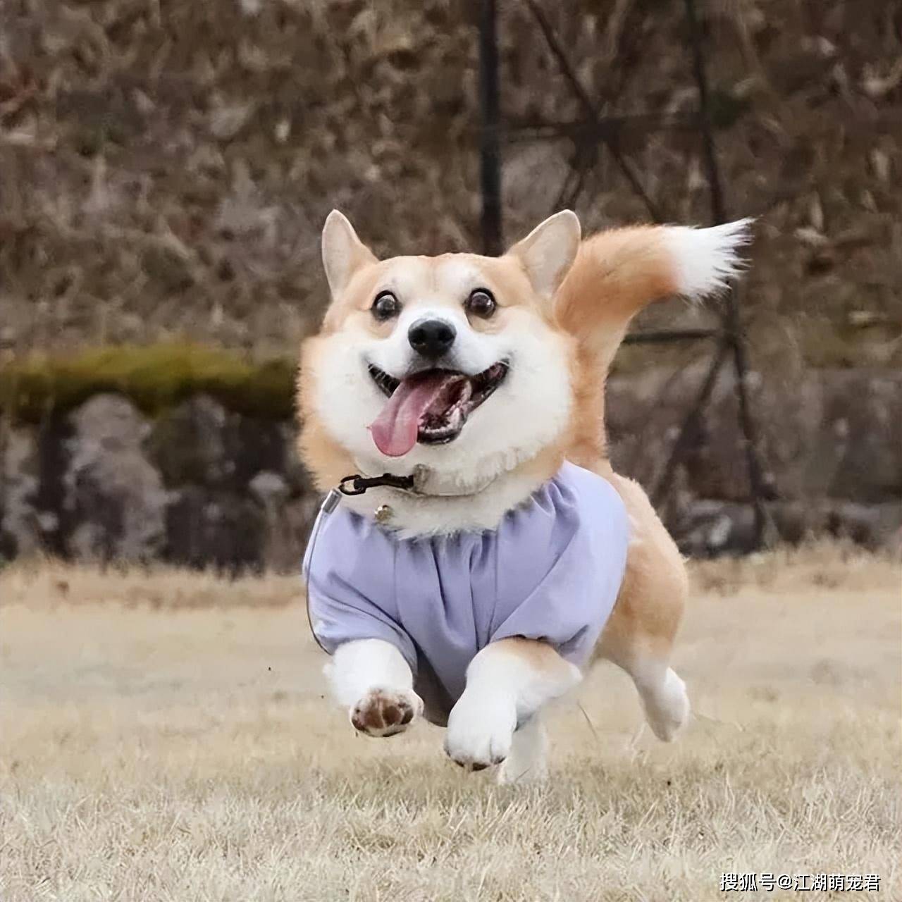柯基犬的8个优点,让人一旦拥有就爱不释手,直呼"不想换狗了"