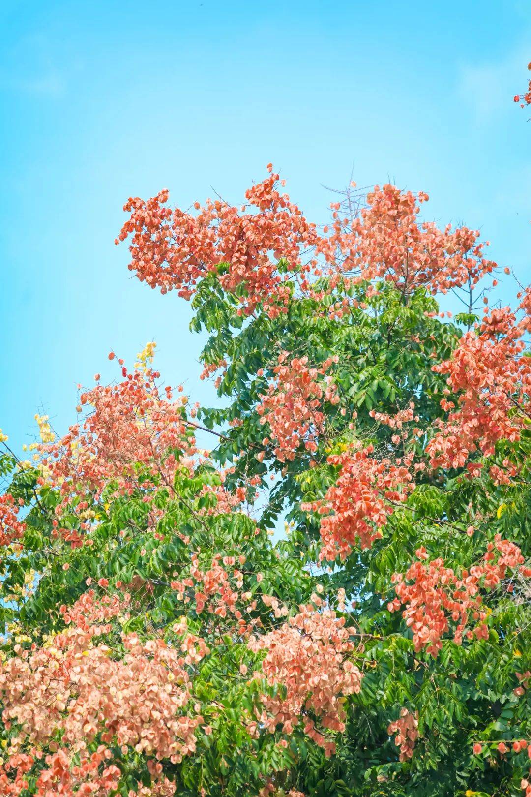 快来赏秋!鲁南制药秋韵如画,叠翠流金