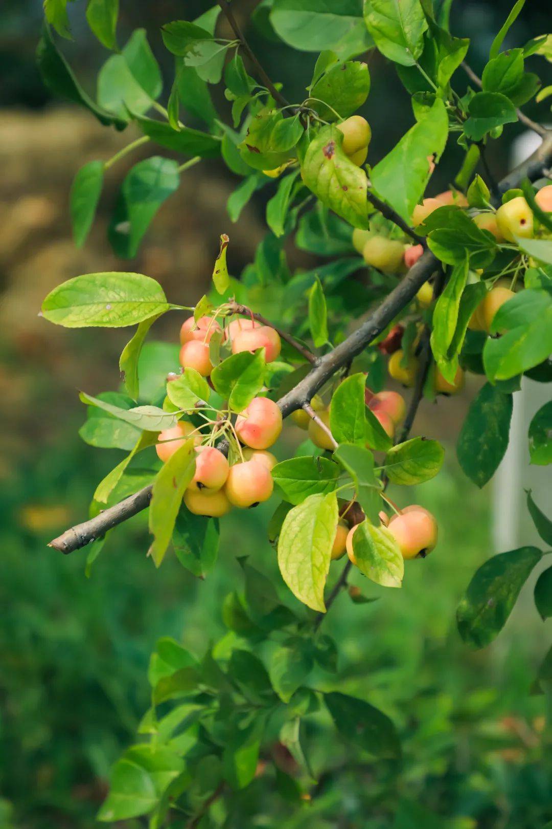 快来赏秋!鲁南制药秋韵如画,叠翠流金