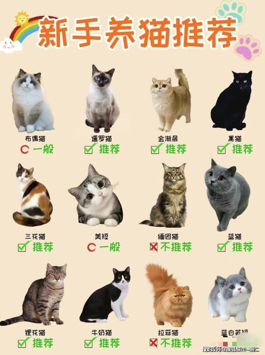 猫咪的种类大全带图图片