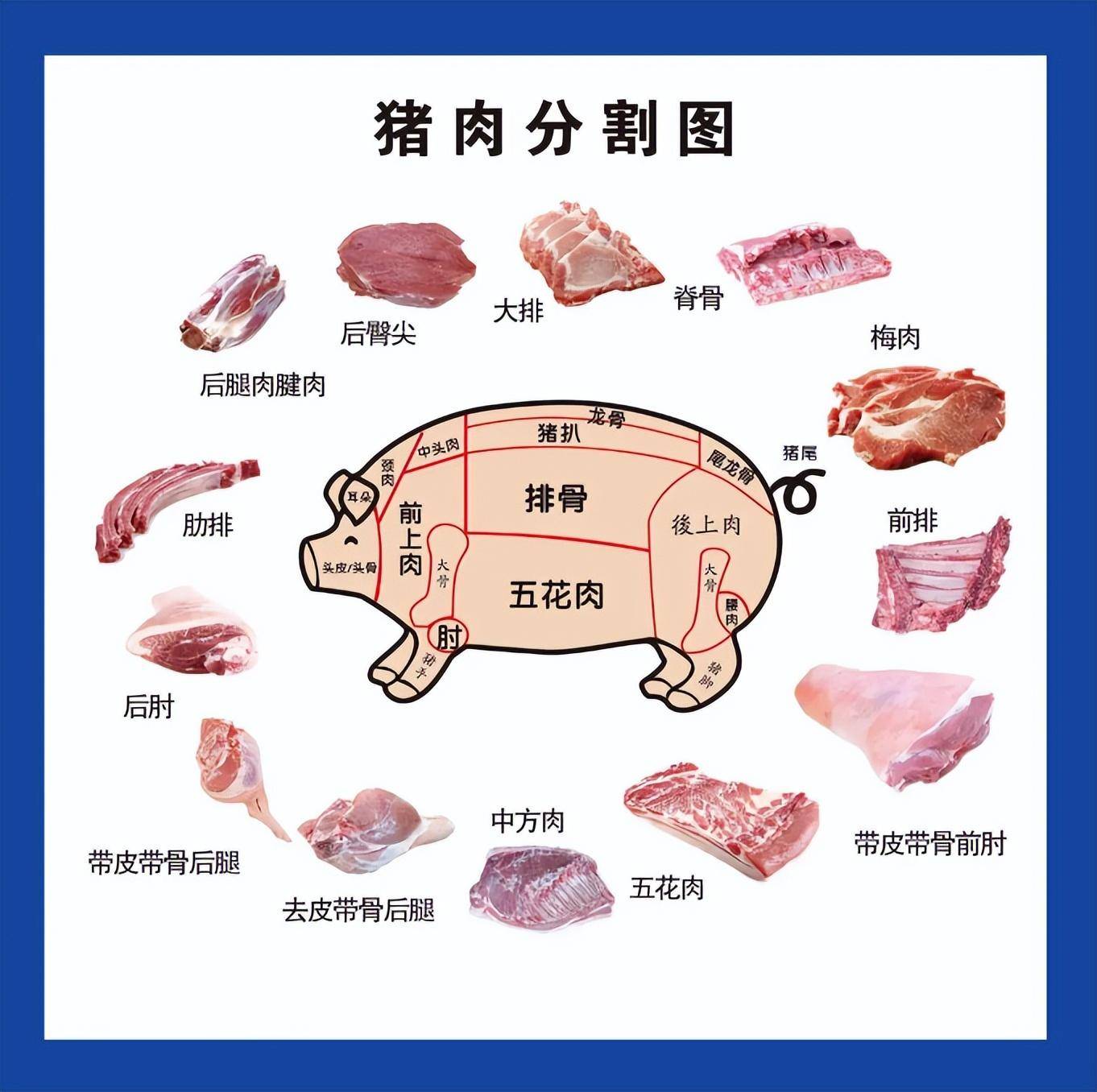 猪肉结缔组织图片图片