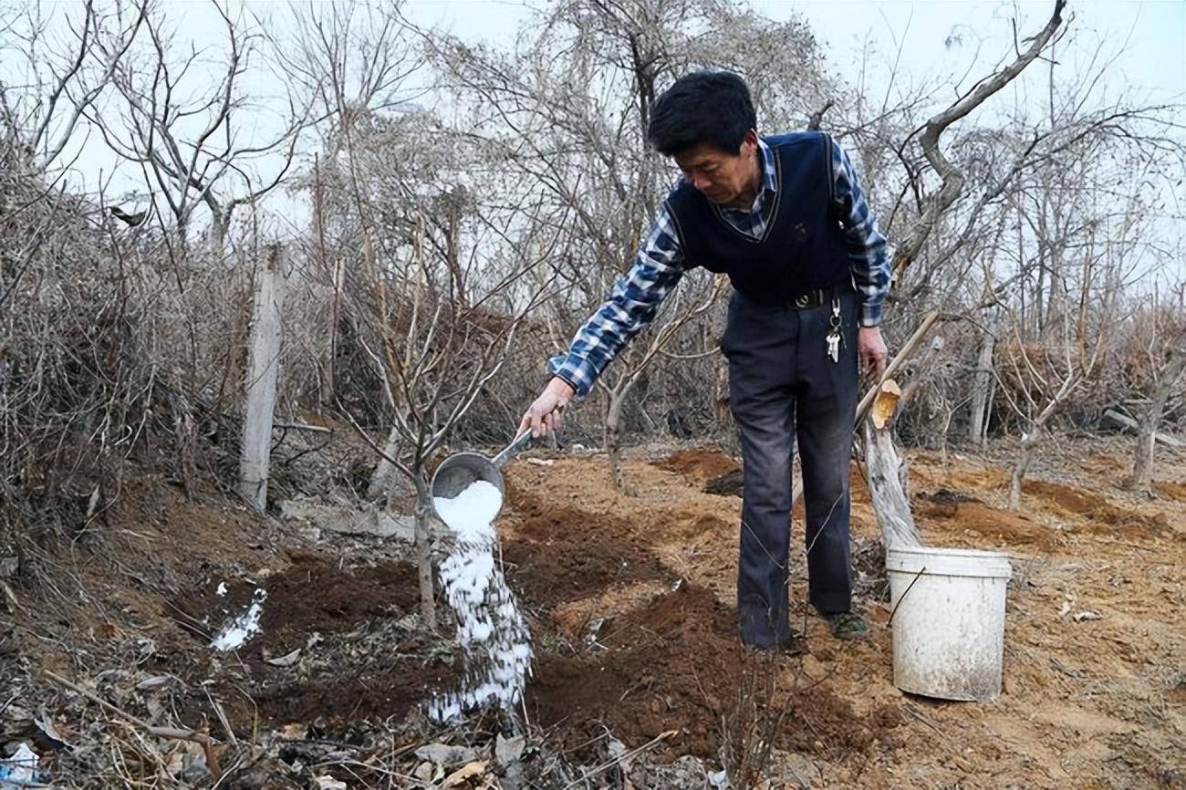 苹果树施基肥六注意