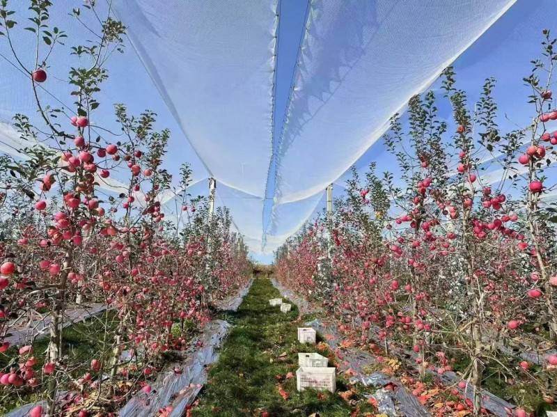 白苹果是什么(白苹果是什么品种)