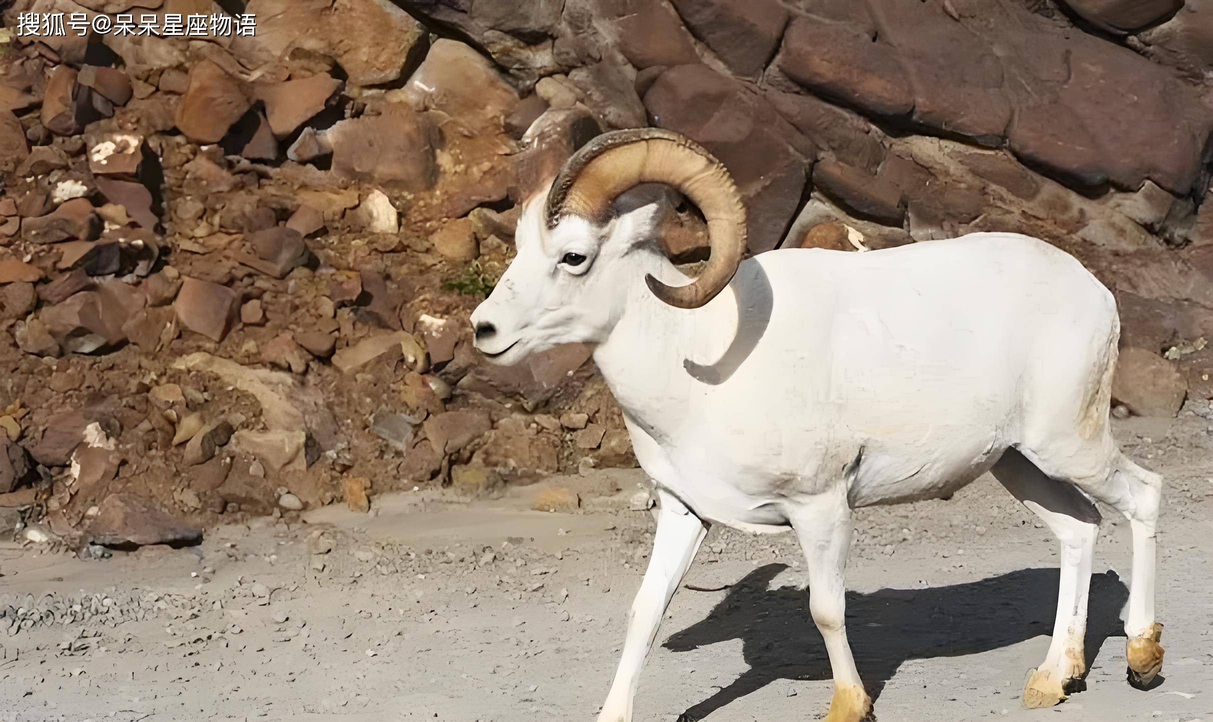 生肖龙今日运势查询(生肖龙今日运势查询360)
