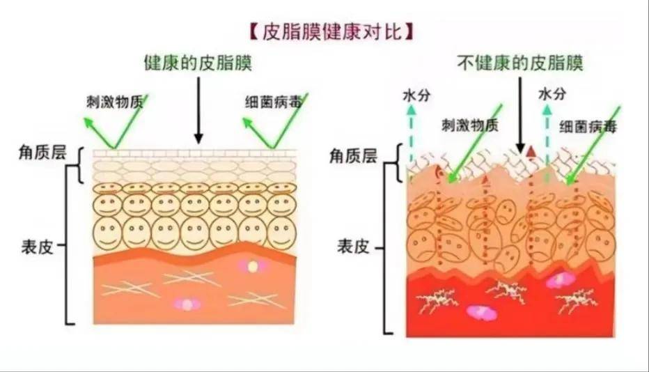 此外,皮脂膜还能抑制真菌等微生物的入侵和繁衍.