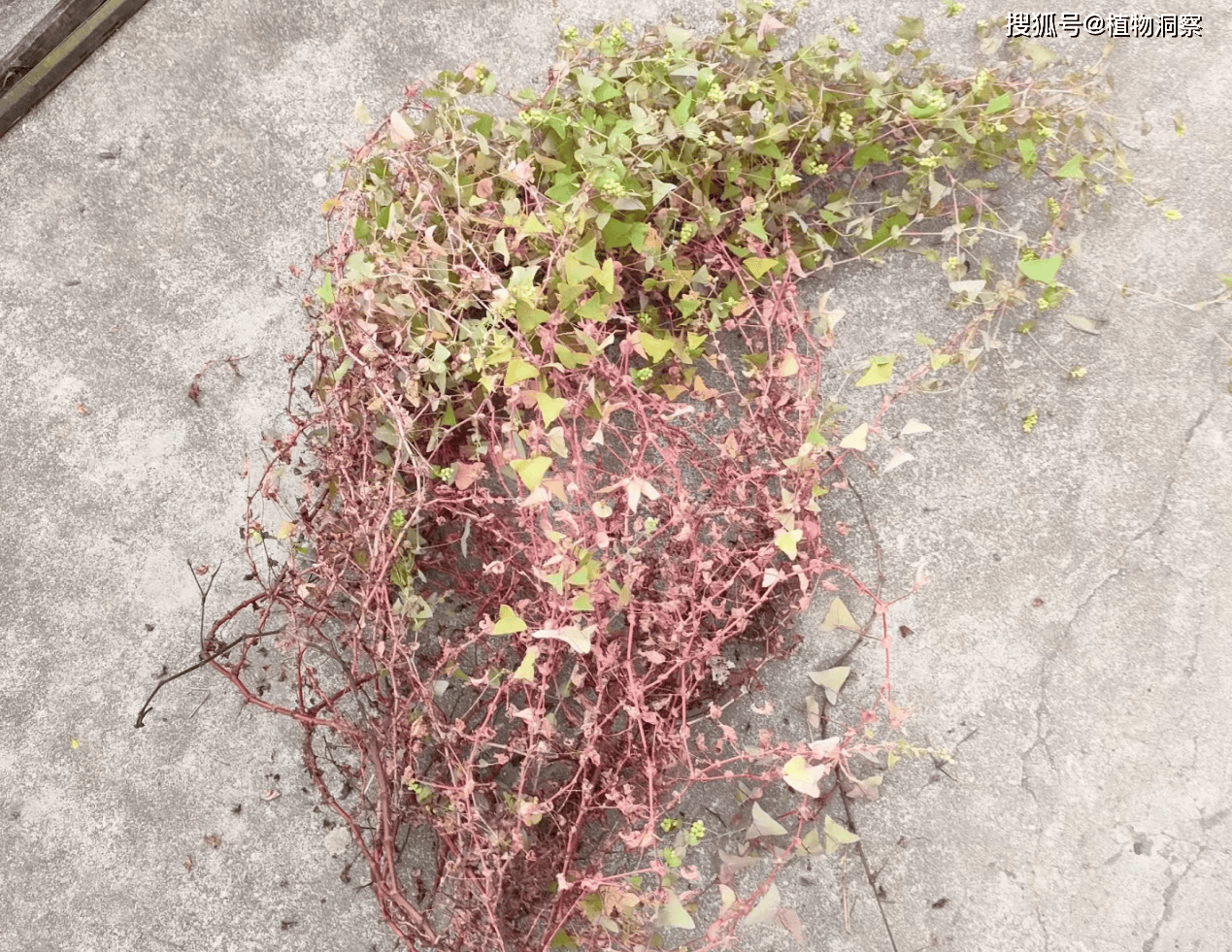 蛇倒退,一种让蛇退避三舍的草本植物!