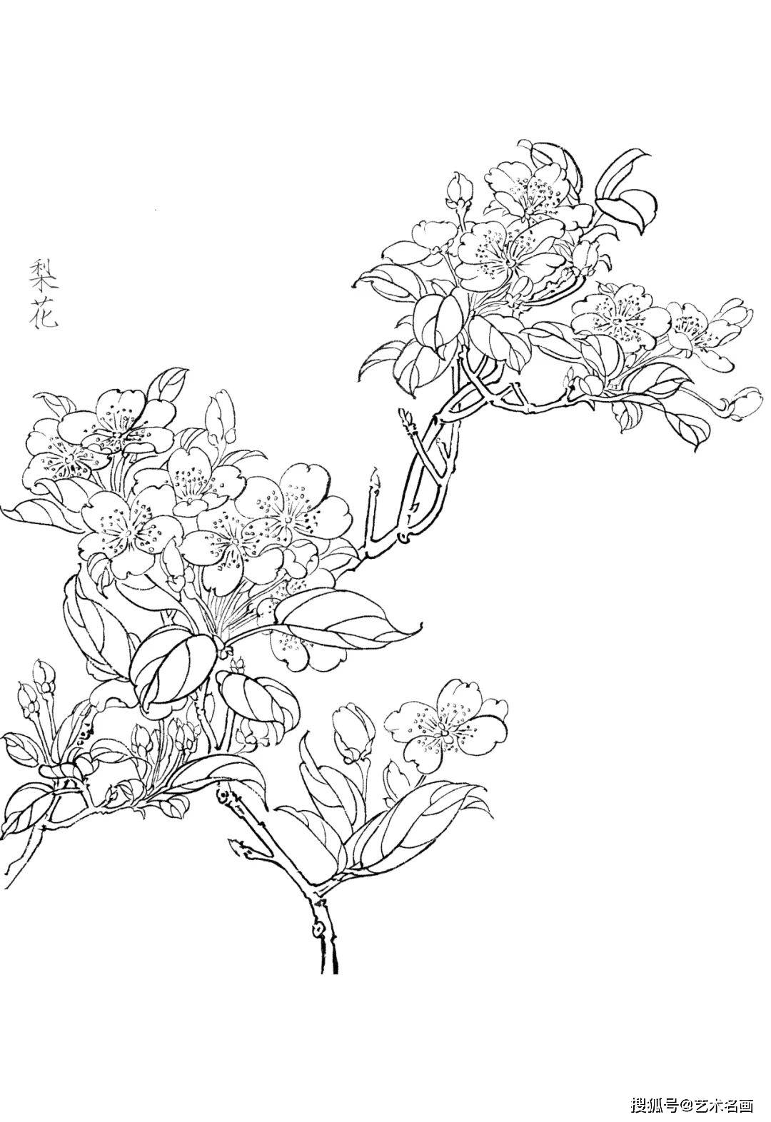 30幅工笔白描花鸟图