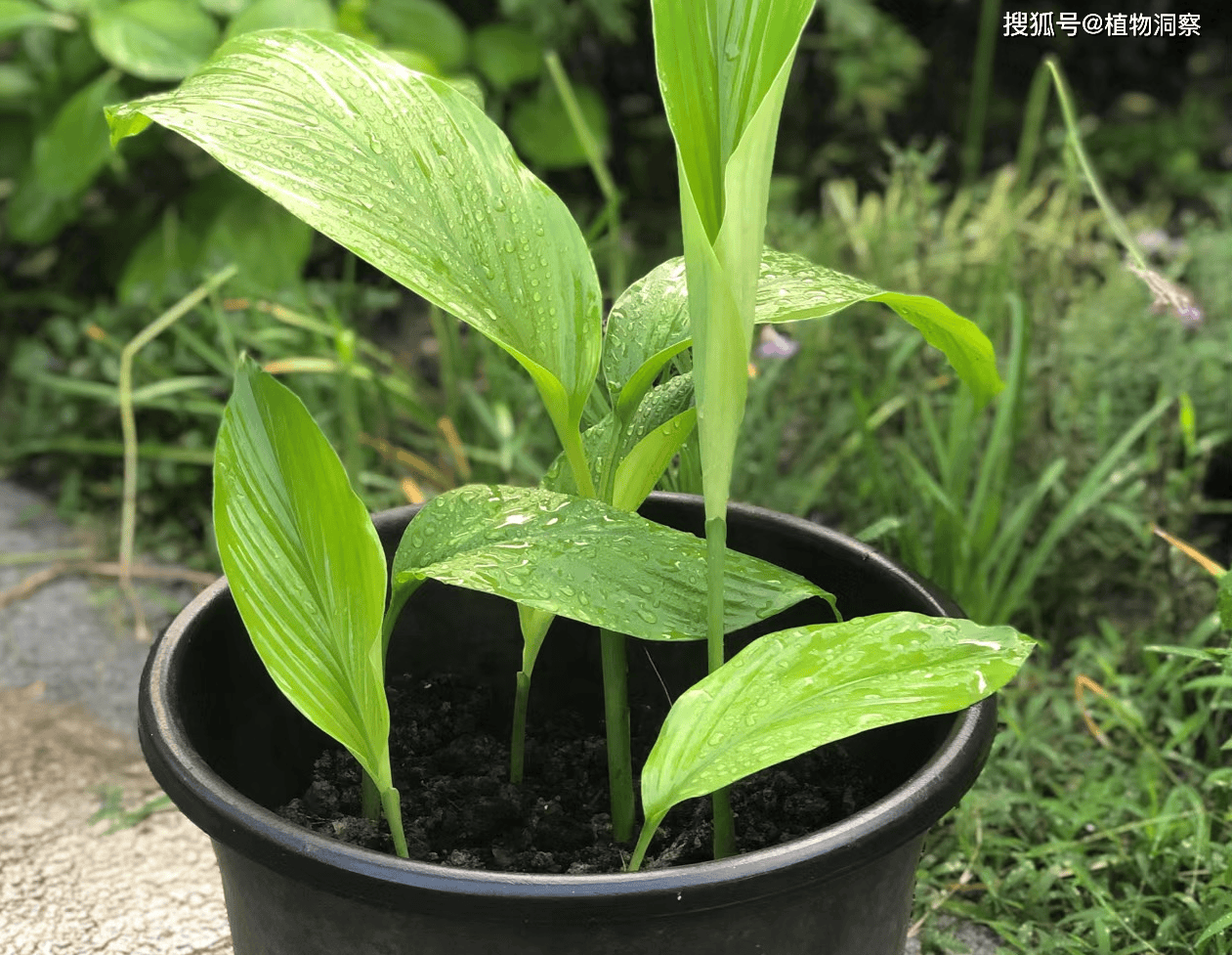 这植物块根酷似生姜,俗称"姜黄",可食可入药可染色,遇到别错过!
