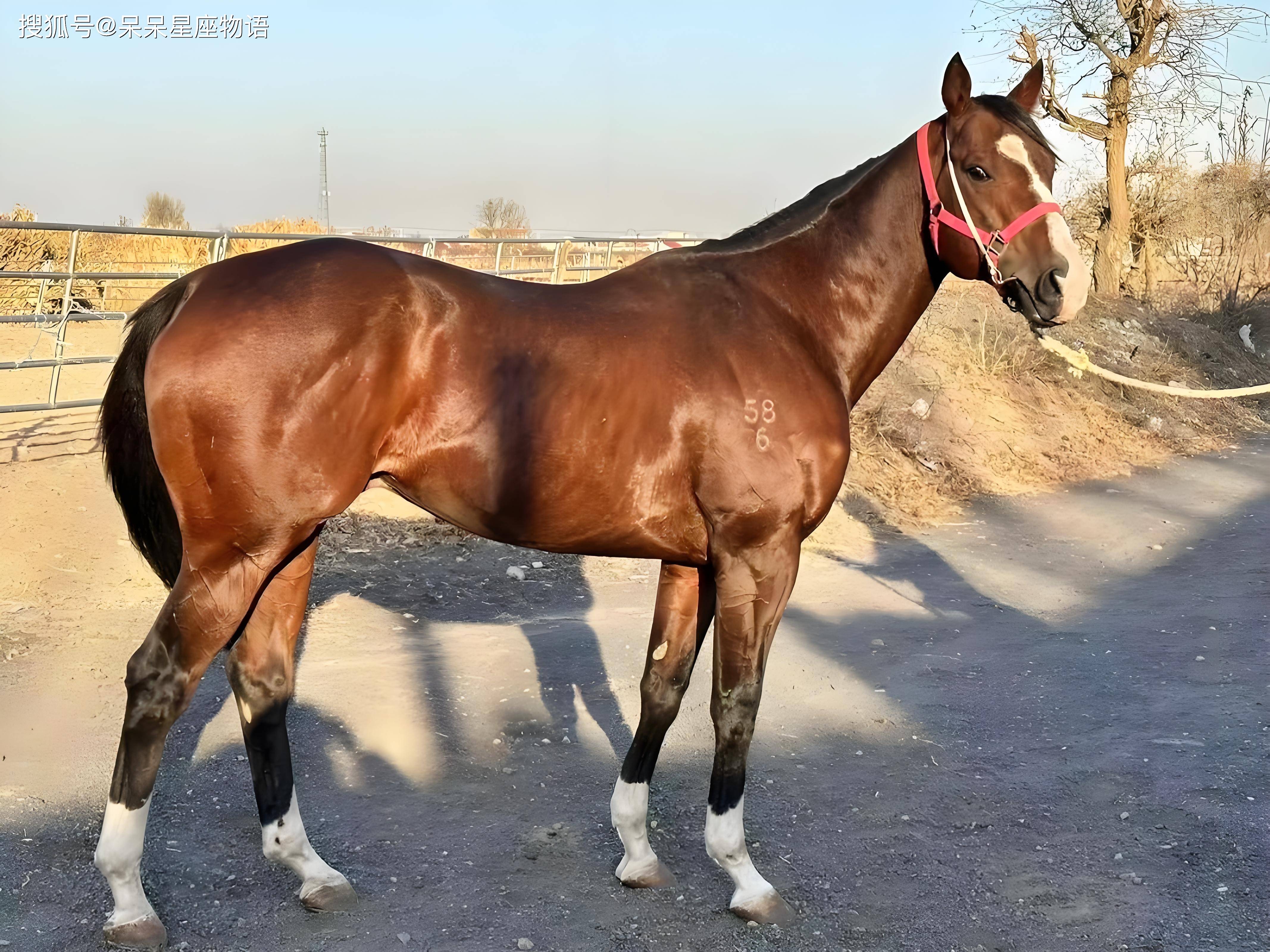 太阳天使生肖马运势(太阳天使生肖马运势如何)