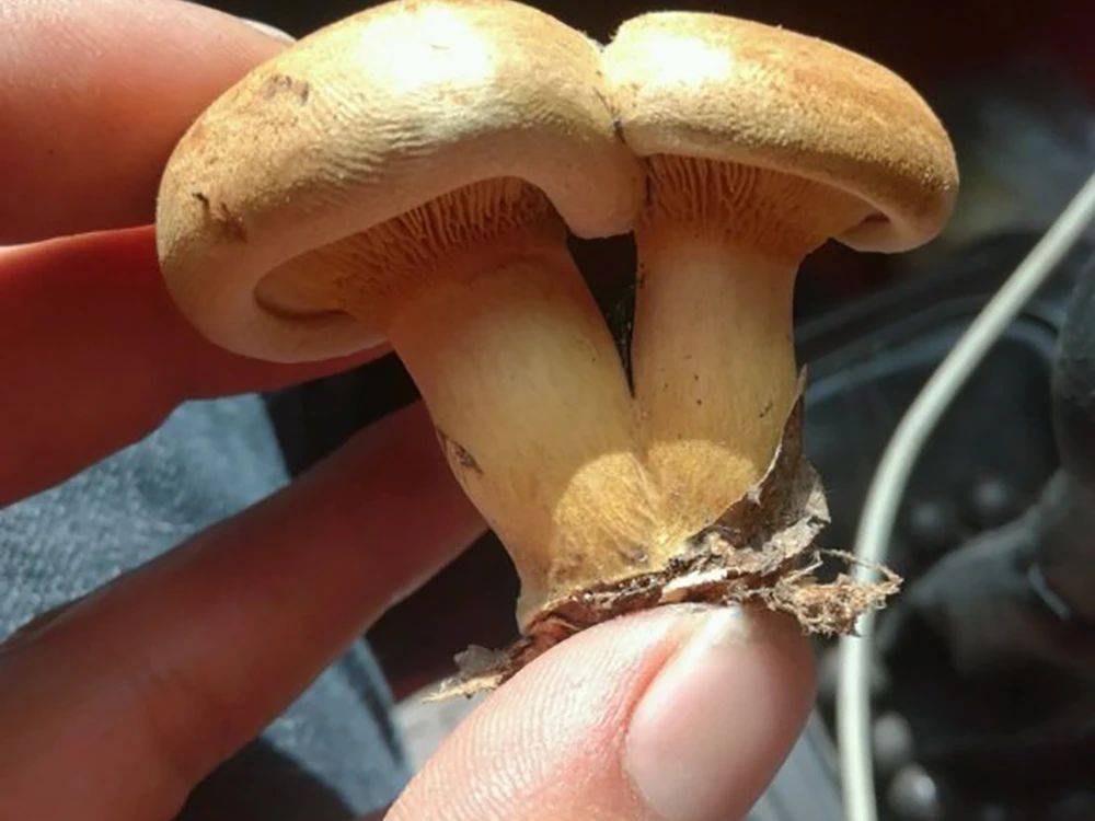 杨树林下特有的菌子,俗称"地扣菇",秋雨后就能大量繁殖,目前70元/斤
