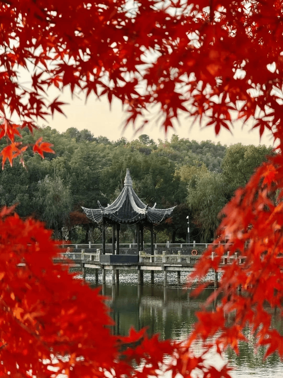 苏州天平山枫叶图片