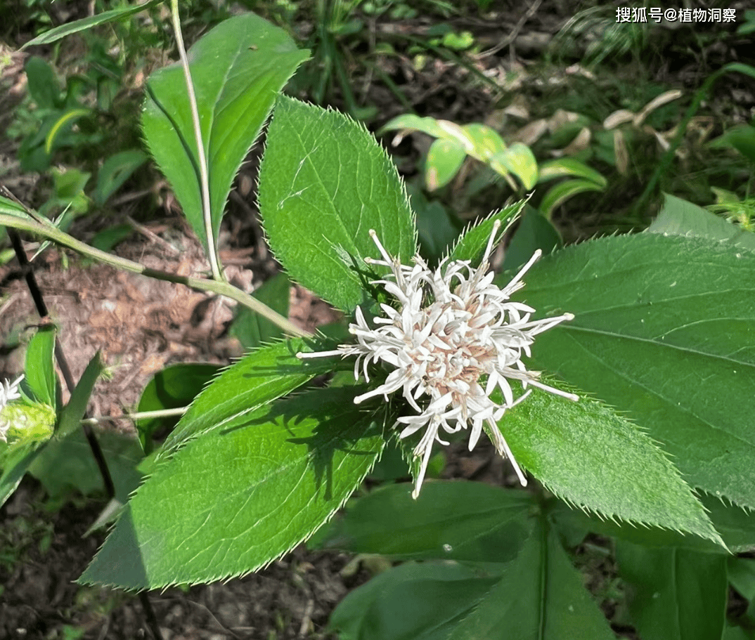 苍术,《神农本草经》中位列上品本草,古人称之为"山之精"!