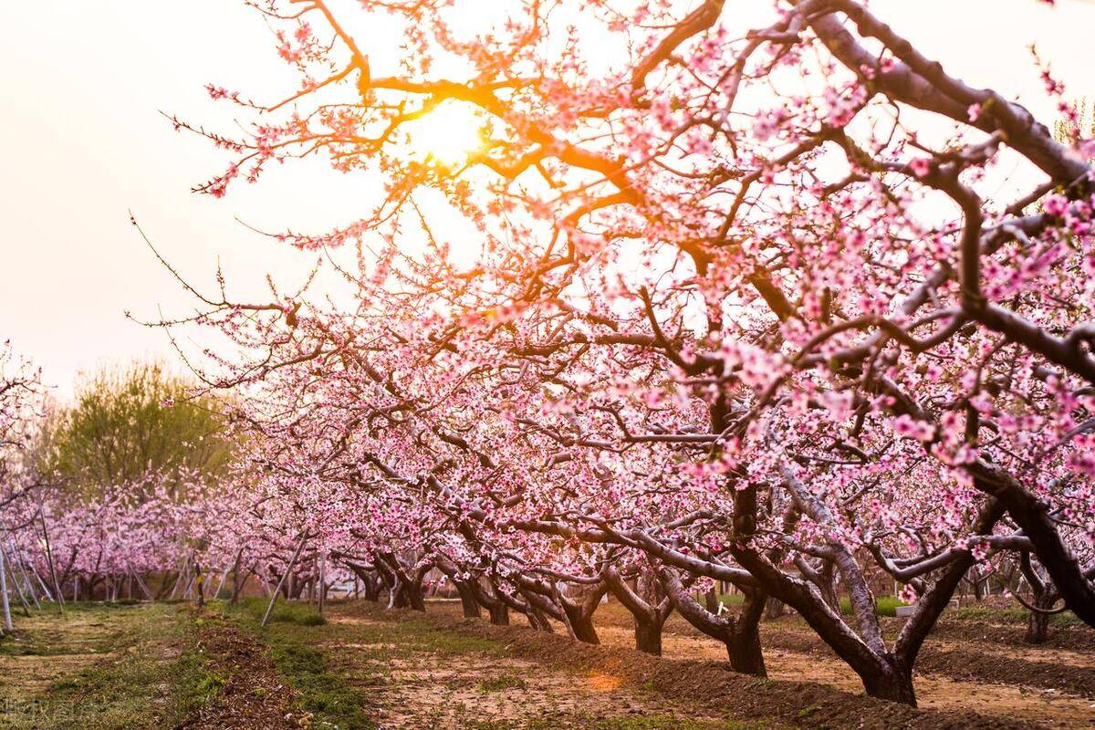 中国以桃花闻名的景区,太美了,让人陶醉,处处皆是世外桃源