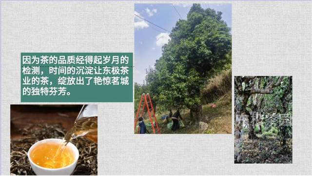 恭喜东极一品楼茶庄.