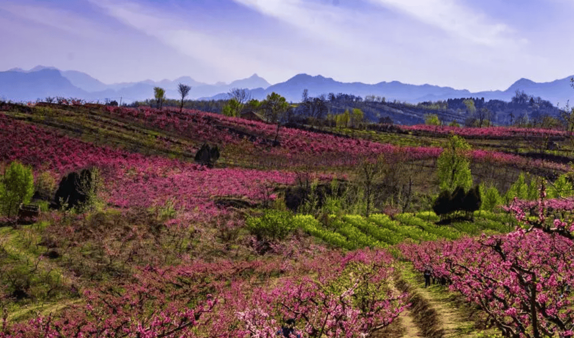 永芳桃花谷图片