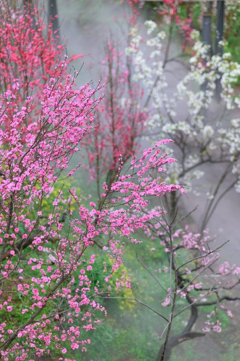 桃花林壁纸图片