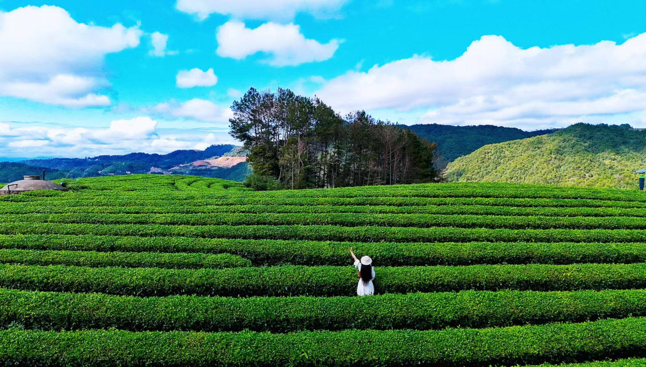 大茶场 