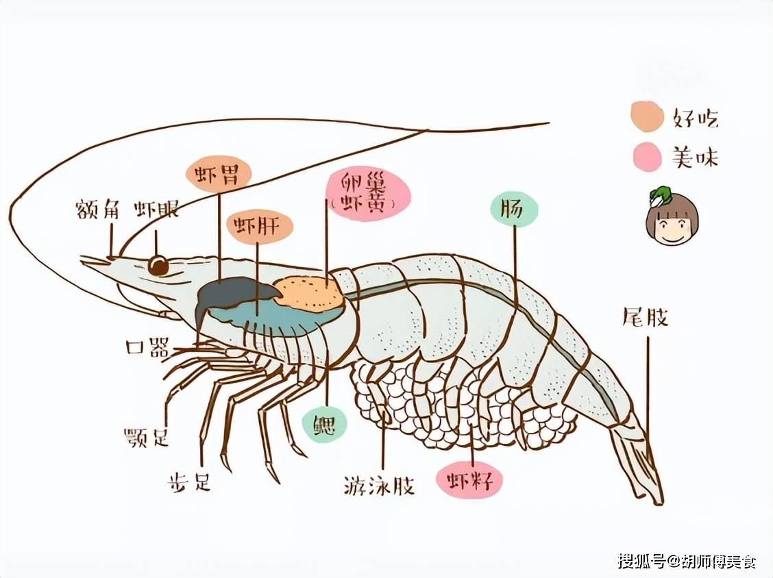 虾不能吃的部位图解图片