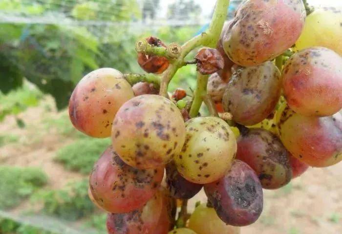 葡萄黑痘病和葡萄炭疽病有什么区别?