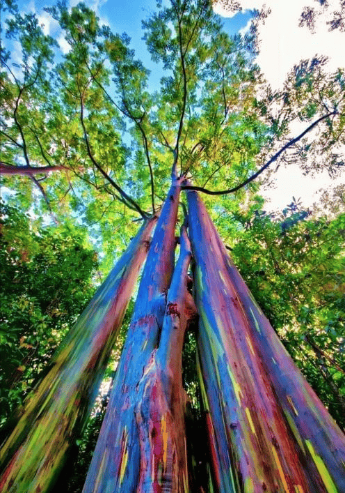 高达70多米的"彩虹树",外表像彩虹一样华丽,却被人们大肆砍伐