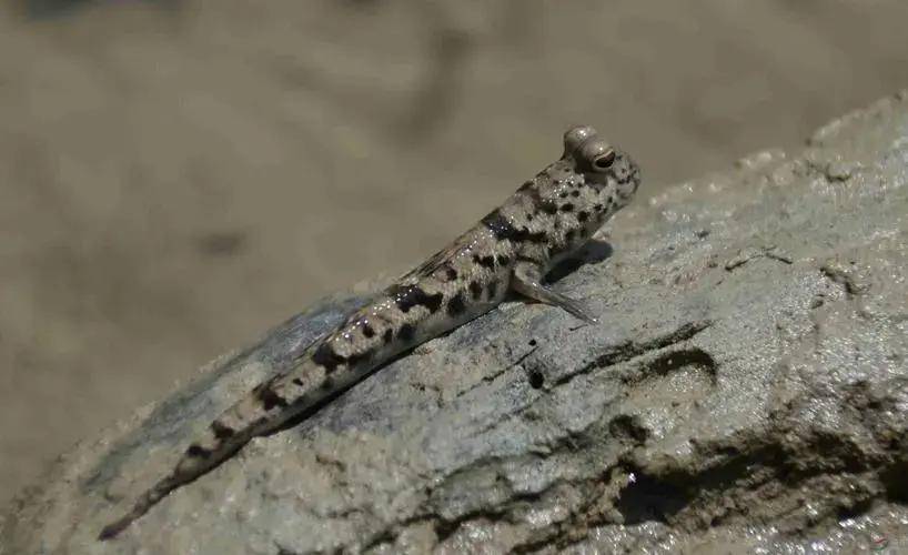 但弹涂鱼却能在陆地上平地起跳,它是怎么做到的呢?