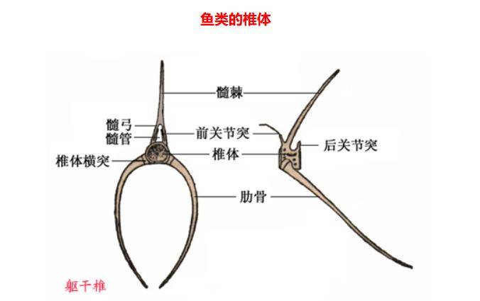 鱼的骨骼结构示意图图片