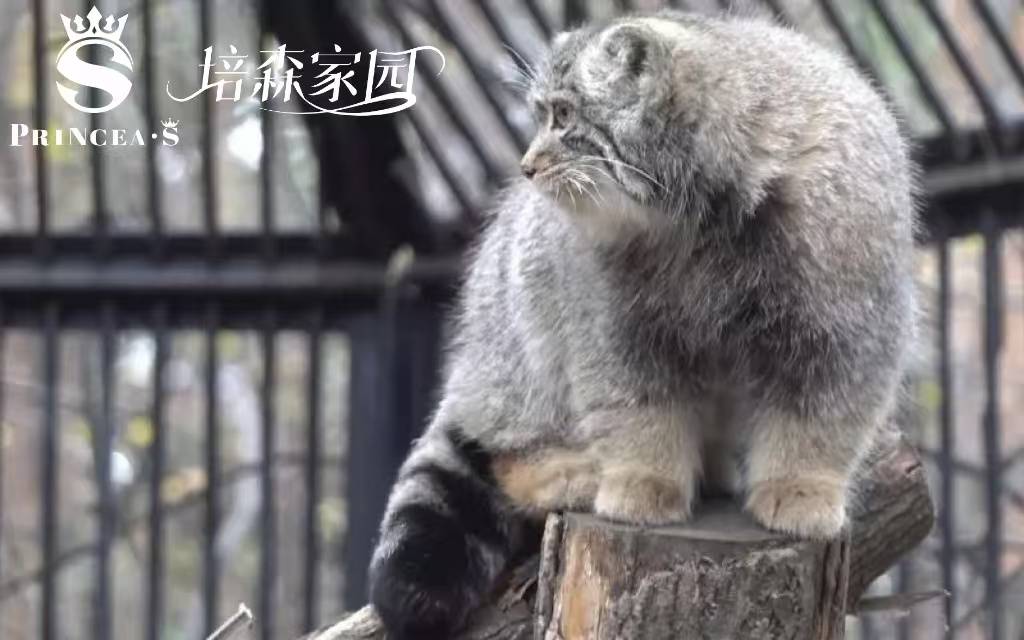 猫中鳌拜