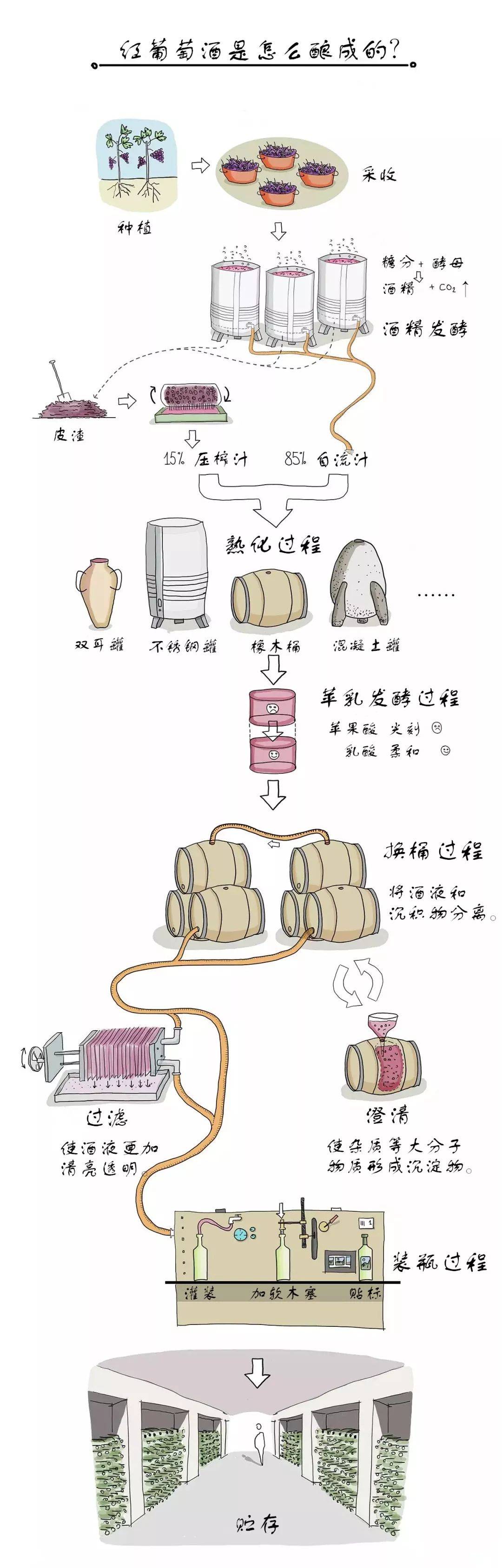 酿酒达人揭秘红葡萄酒酿造流程