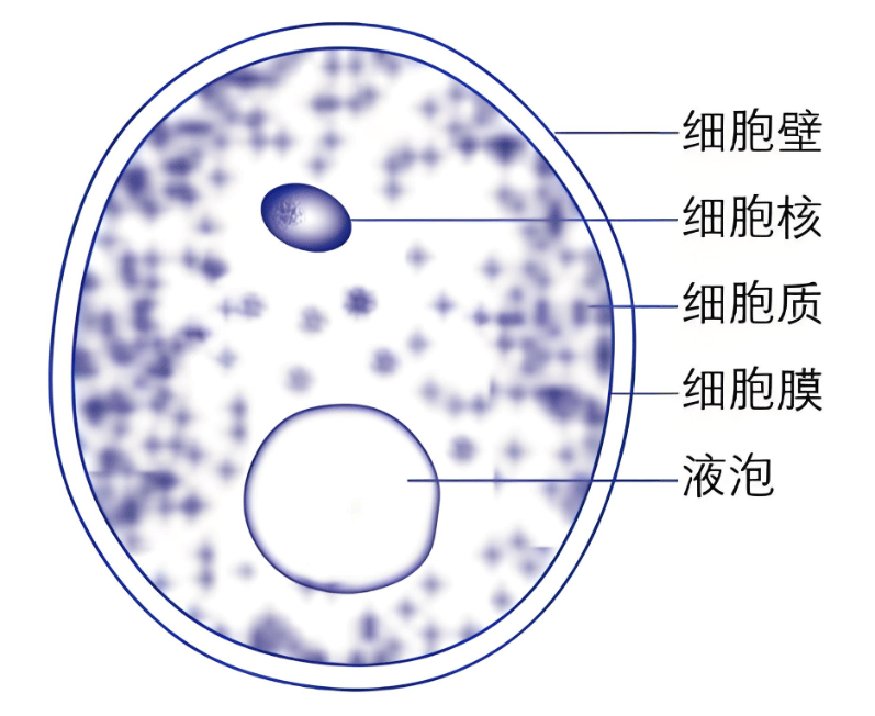 霉菌的形态结构图片