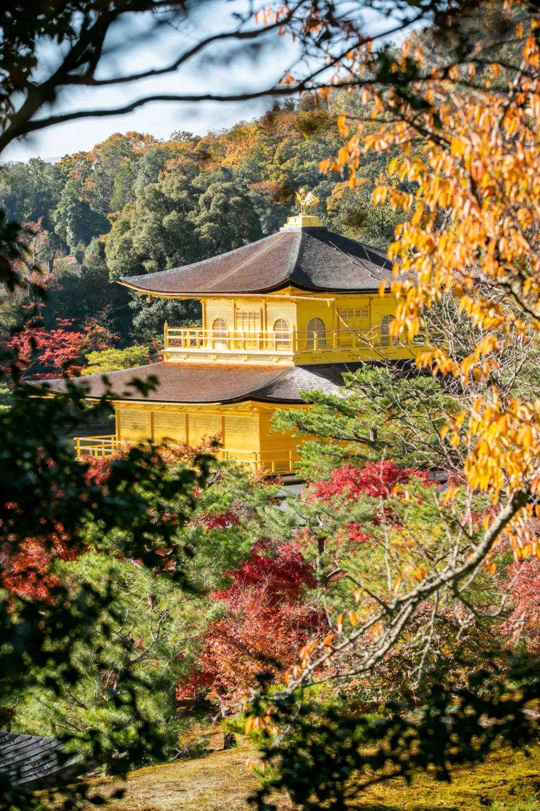 日本金阁寺门票图片