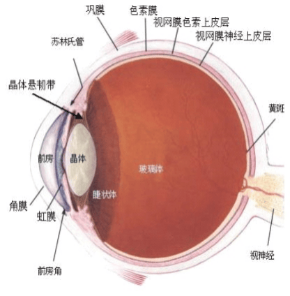 内眦静脉图片图片